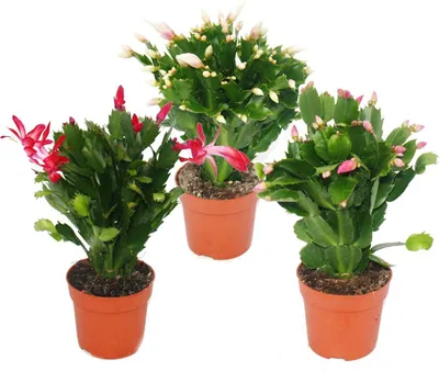 Image de Cactus de Noël - Schlumbergera - Set de 3 plantes