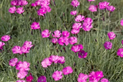 Produktbild von Dianthus gratianop. 'Feuerhexe', Nelke, leuchtend rosa, ca. 9x9 cm Topf