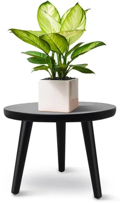 Productafbeelding van Zwarte, houten plantenstandaard van rundervlees, driepoot plantenbankje voor verschillende potgroottes, decoratief plantenbankje voor binnen en buiten, voor huis en tuin, 22 x 28 cm