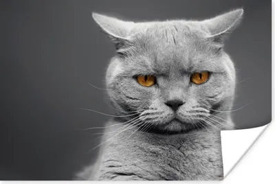 Produktbild von MuchoWow® Poster American Shorthair Katze mit orangefarbenen Augen 60x40 cm - Schlafzimmerdekoration