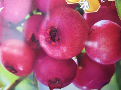Produktbild von Vaccinium corymbosum Pink Bonbons - Heidelbeere Pink Bonbons 25-30 cm