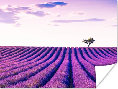 Produktbild von MuchoWow® Poster Lavendel - Bäume - Lila - Blumen 160x120 cm - Foto Plakat