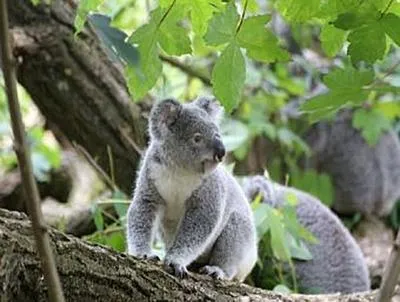 Immagine prodotto di Koala - 500 Teile (Puzzle)