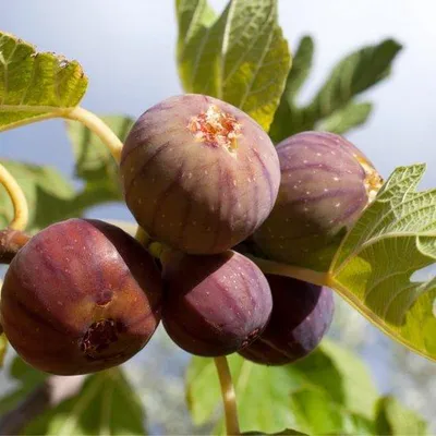 Produktbild von Feigenbaum Bordeauxrot - Höhe 2 bis 3 Meter - Winterhart - Kompaktes Wachstum - Süße Früchte - Geeignet für kleine Gärten - Obstbaum