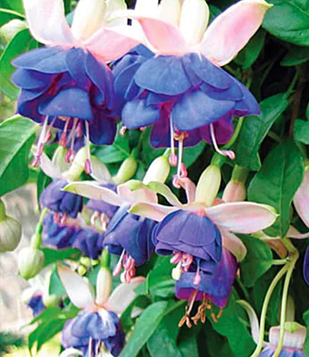 Produktbild von BALDUR Garten 3x Winterharte Fuchsie 'Blue Sarah', Pflanzen im 9x9 cm-Topf, Gartenfuchsien, Freilandfuchsien, Fuchsia, winterharte Staude, mehrjährig, pflegeleicht, für Standort im Schatten geeignet