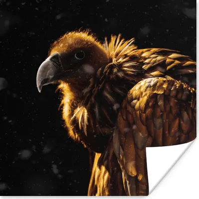 Produktbild von MuchoWow® Poster Geier - Sonne - Schwarz 75x75 cm - Wand Dekoration