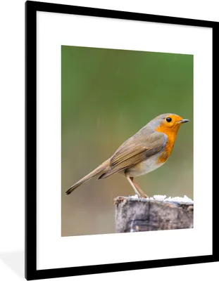 Produktbild von MuchoWow® Gerahmtes Poster Tiere - Vogel - Rotkehlchen 60x80 cm - Poster mit Schwarzem Bilderrahmen Wandposter Rahmen Foto Bilder - Wohnzimmer - Dekorationen - Prämie