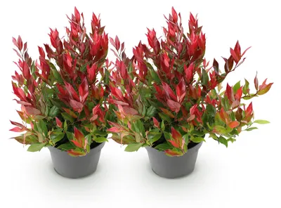 Image de Green boutiQ - Plante de jardin - Leucothoe Little Flame - Rouge - 2 plants - À feuillage persistant - Peu d'entretien - Pot de 17 cm, hauteur 40 cm
