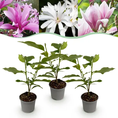 Image de Green boutiQ - Plante de jardin - Magnolia Tricolour - Fleurs blanches, roses et violettes - 3 plants - À feuilles caduques - Peu d'entretien - Pot de 12 cm, hauteur 30 cm