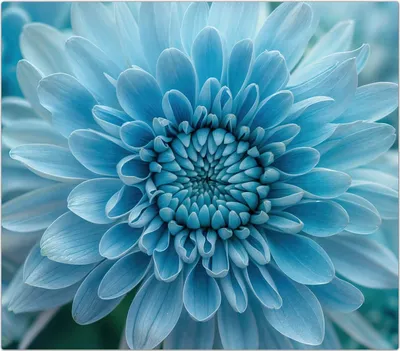 Produktbild von Spritzschutz Herdabdeckplatte Schneidebrett aus Glas Blaue Blume 1-Teilig (60x52cm)