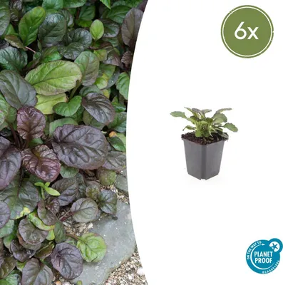 Immagine prodotto di Tappeto erboso - Ajuga reptans 'Catlin's Giant' - Vaso da 9 cm - Set di 6 piante