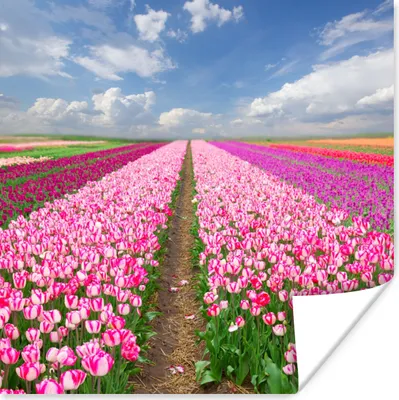 Produktbild von MuchoWow® Poster Tulpen - Sonne - Frühling 75x75 cm - Wand Dekoration