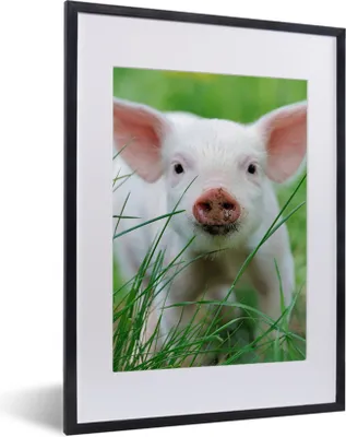 Produktbild von MuchoWow® Gerahmtes Poster Schwein - Tiere - Groß 30x40 cm - Poster mit Schwarzem Bilderrahmen Wandposter Rahmen Foto Bilder - Wandposter Schlafzimmer