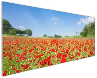 Produktbild von Wallario Küchenrückwand aus Glas, Größe: 125 x 50 cm, Motiv: Mohnblumenfeld- rote Blumen unter blauem Himmel | Spritzschutz | abwischbar | pflegeleicht | in