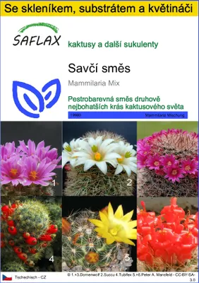 Obrázek produktu pro SAFLAX Kultivační sada - Savčí směs - Mammilaria Mix - 40 Semena - S mini skleníkem, pěstebním substrátem a 2 květináči