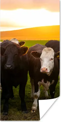 Produktbild von MuchoWow® Poster Kühe - Hügel - Sonnenuntergang - Gras - Grün 20x40 cm - Plakat - Foto