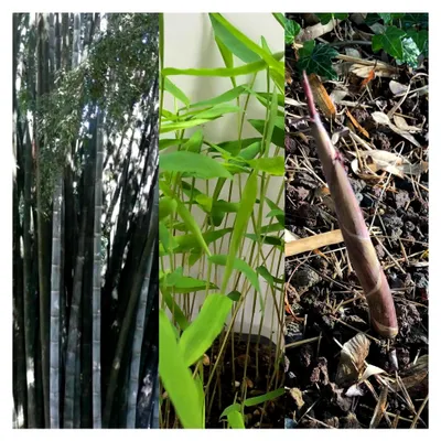 Produktbild von Schwarzer Riesenbambus -Dendrocalamus strictus- 15 Samen