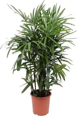 Zdjęcie produktu dla Rhapis excelsa 120 cm, średnica 27 cm – palma Lady Palm, roślina doniczkowa, łatwa w pielęgnacji