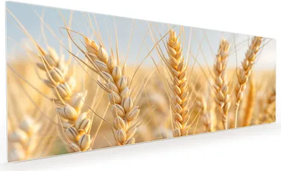 Produktbild von Küchenrückwand Spritzschutz Glas mit Motiv Weizenfeld 40 x 40 cm
