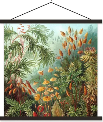 Produktbild von MuchoWow® Textilposter Muscinae - Ernst Haeckel - Pflanzen 60x60 cm mit schwarzem Rahmen - Posteraufhänger