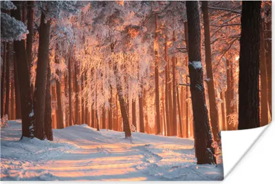 Produktbild von MuchoWow® Poster Winter - Wald - Baum 120x80 cm - Bilder