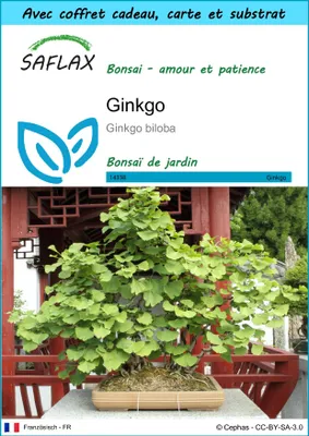 Image de SAFLAX Ensemble-cadeau - Ginkgo - 4 graines - Ginkgo