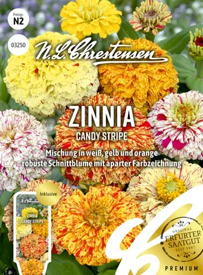 Artikelbild 1 von 'Zinnia Candy Stripe' aus der Kategorie Zinniensamen