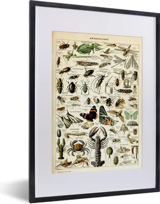 Produktbild von MuchoWow® Gerahmtes Poster Tiere - Adolphe Millot - Vintage - Insekten - Kunst 30x40 cm - Poster mit Schwarzem Bilderrahmen Wandposter Rahmen Foto Bilder - Wandposter Schlafzimmer