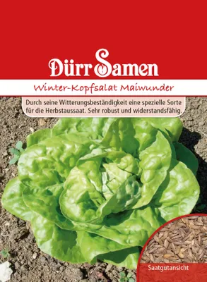 Produktbild von Dürr-Samen - Kopfsalat Winter-Maiwunder - Saatgut - 0034