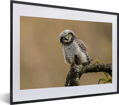 Produktbild von MuchoWow® MuchoWow® Gerahmtes Poster Jungtiere - Sperberkauz - Zweig 40x30 cm - Poster mit zchwarzem Bilderrahmen - Bilderrahmen - Poster im Rahmen