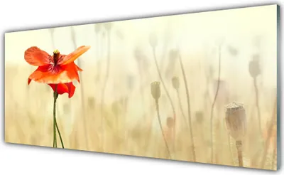 Produktbild von Küchenrückwand aus Glas 125x50cm Spritzschutz Mohnblume Pflanzen