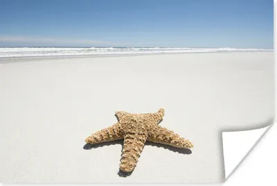 Produktbild von MuchoWow® Poster Seestern - Strand - Himmel 120x80 cm - Bilder