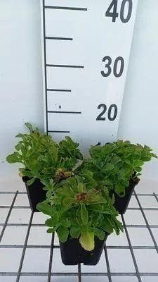 Obrázek produktu pro 6 x Sedum selskianum - Mazlavý list - květináč 9 x 9 cm