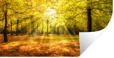 Obrázok produktu pre MuchoWow® Nálepka na stenu - Strom - Príroda - Slnko - Krajina - Les - 120x60cm - Samolepiaca a polohovateľná