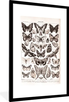 Produktbild von MuchoWow® Gerahmtes Poster Tiere - Schmetterling - Schwarz - Weiß 60x90 cm - Poster mit Schwarzem Bilderrahmen Wandposter Rahmen Foto Bilder - Dekoration - Wandposter Wohnzimmer - Hochwertig