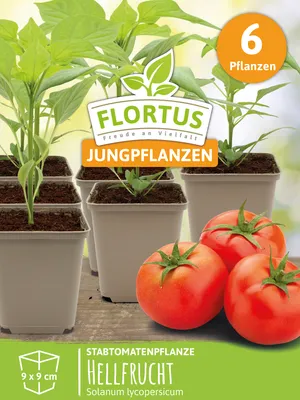 Produktbild von Stabtomatenpflanze Hellfrucht | Tomatenpflanzen von FLORTUS, Menge:6 Pflanzen
