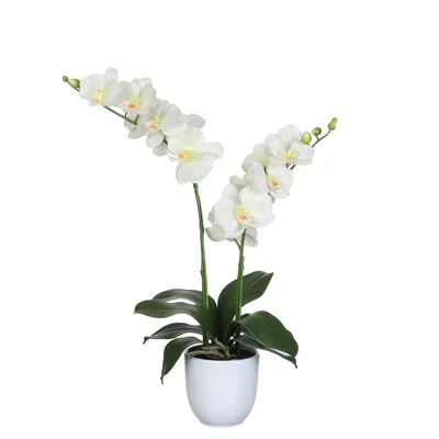Produktbild von Mica Decorations Phalaenopsis Kunstpflanze im Blumentopf - L45 x B28 x H50 cm - Creme