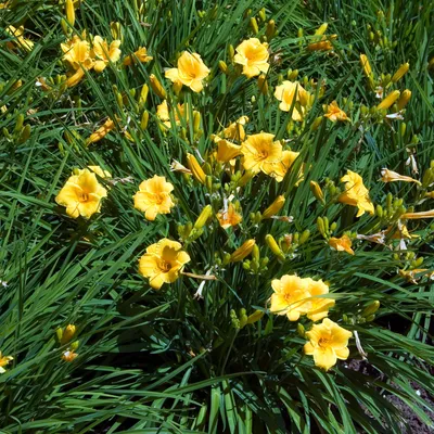Image de Bloomique - Lot de 3 - Hémérocalles Stella d'Oro - Hémérocalles - Plantes de jardin - Résistantes à l'hiver - Hauteur 10-20 cm - Pot 9x9 cm
