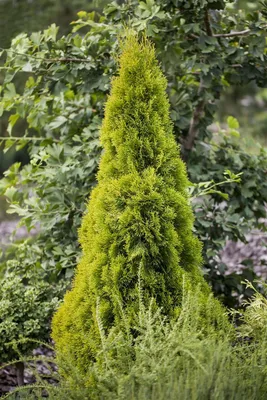 Produktbild von Thuja occidentalis 'Golden Smaragd', Lebensbaum, goldgrün, 40–60 cm