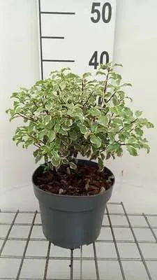 Obrázok produktu pre Pittosporum ten. 'Silver Queen' - Australischer Lorbeer 25- 30 cm - Kontajner