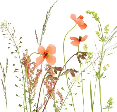 Produktbild von Braun & Company Servietten Motiv Wiesenblume 33 x 33 cm - 20er Pack