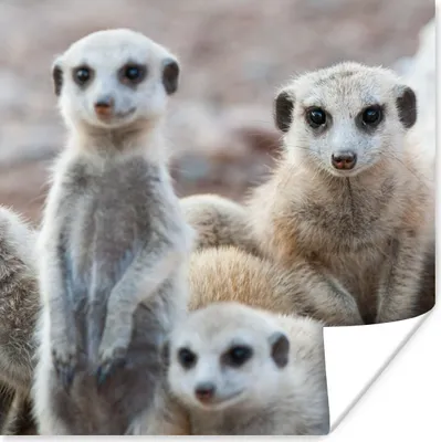 Produktbild von MuchoWow® Poster Neugierige Erdmännchen 50x50 cm - Wohnzimmerdekoration