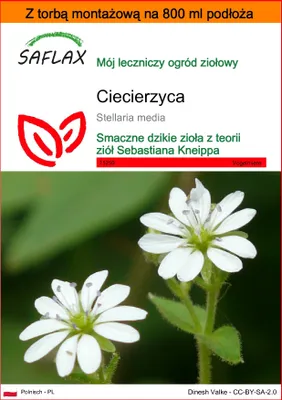 Zdjęcie produktu dla SAFLAX - Garden in the bag - ciecierzyca - 1000 Nasiona - Z podłożem uprawowym w praktycznej, samorozkładającej się torbie - Stellaria media
