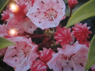 Produktbild von Lorbeerrose - Berglorbeer Tiddlywinks - Kalmia latifolia var. myrtifolia - 25-30cm