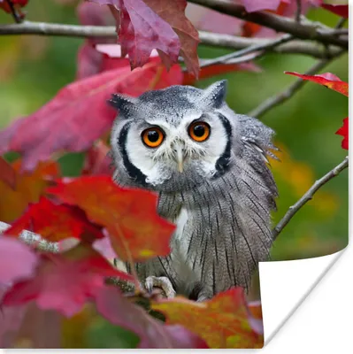 Produktbild von MuchoWow® Poster Eule - Vogel - Laub - Herbst 50x50 cm - Wohnzimmerdekoration