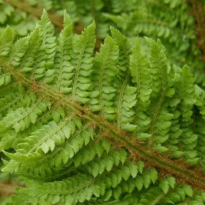 Produktbild von 6 x Weicher Schildfarn  - Polystichum setiferum 'Congestum'  | Topf 9cm x 9cm