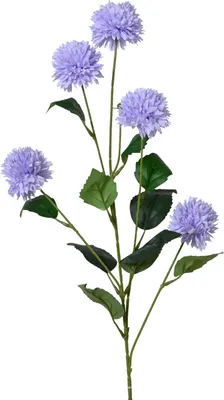 Produktbild von Kornblume FLOWER
