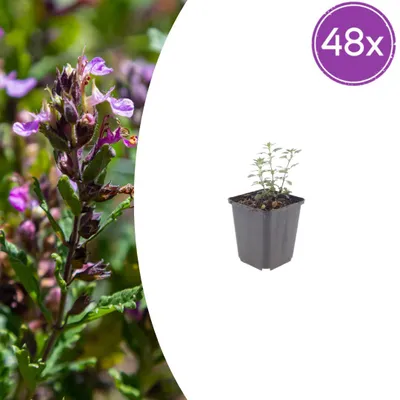 Produktbild von Teucrium lucidrys | 48 Stück - 10-25cm - Ø9cm - Gartenpflanze