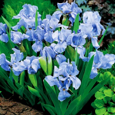 Produktbild von Iris Rhizom Staude Blüten Iris Zwerg-Schwertlilie Truly 1 St.