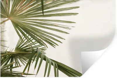 Produktbild von MuchoWow® Wandtattoo Wandsticker Wandaufkleber Palme - Blätter - Grün 60x40 cm Selbstklebend und Repositionierbar - Wierderverwendbar - Selbstklebend